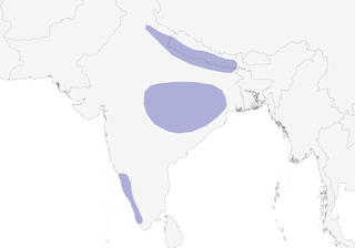 Distribution of the White-rumped Spinetail - Range Map