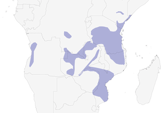 Distribution of the Bat-like Spinetail - Range Map
