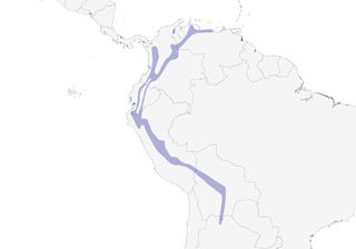 Distribution of the Speckled Hummingbird - Range Map