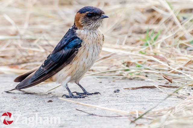 Red-rumped Swallow - ML169633581