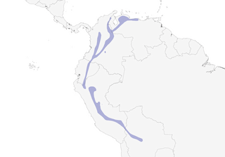 Distribution of the Violet-fronted Brilliant - Range Map