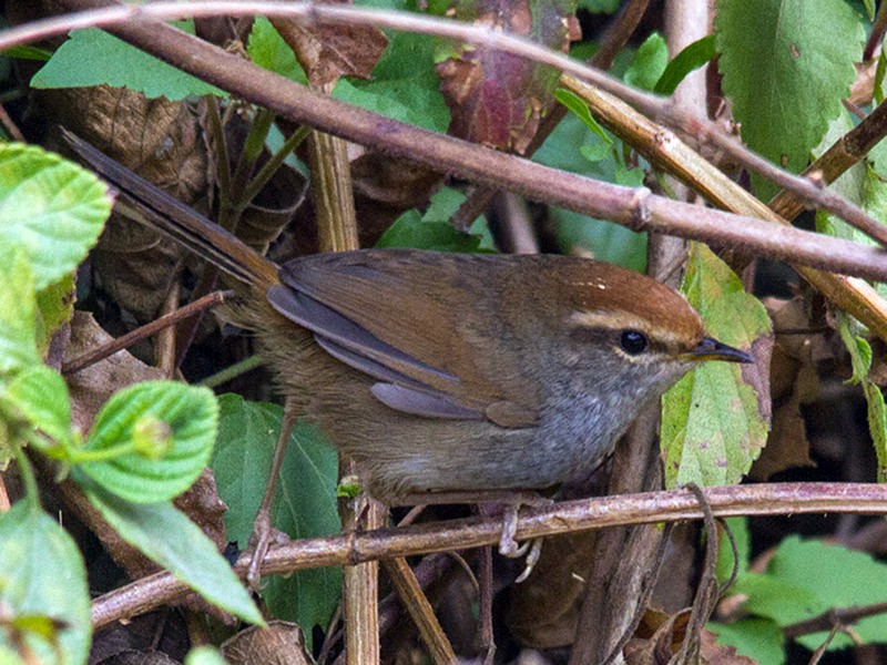 チャガシラコウグイス - eBird