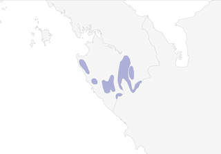 Distribution of the Pirre Hummingbird - Range Map