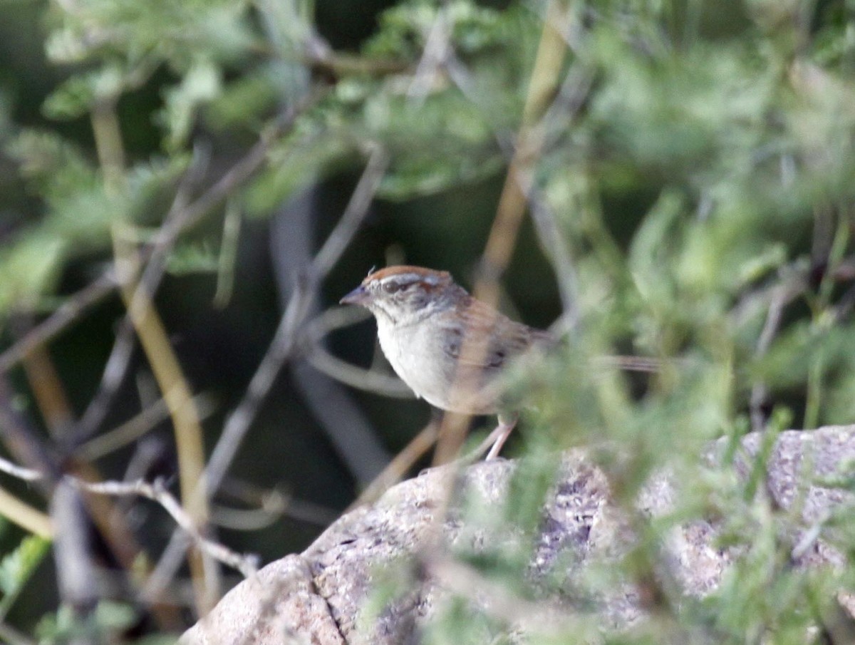 Rufous-crowned Sparrow - ML169635321