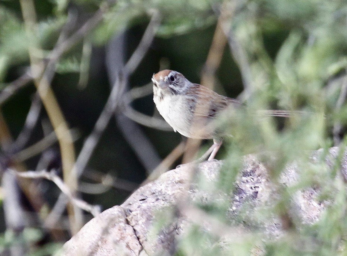 Rufous-crowned Sparrow - ML169635421