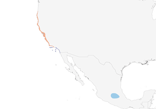 Distribution of the Allen's Hummingbird - Range Map