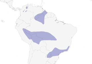 Distribution of the Pavonine Cuckoo - Range Map
