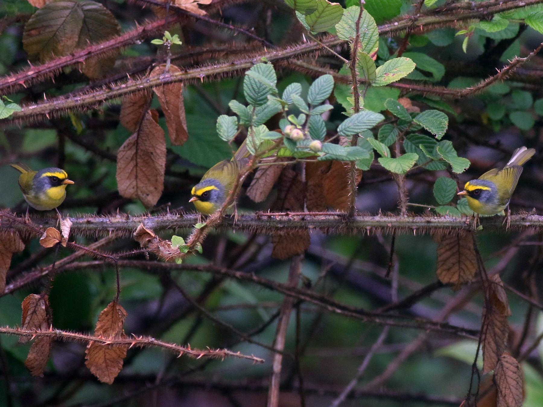 Black-faced Warbler - abhishek ravindra