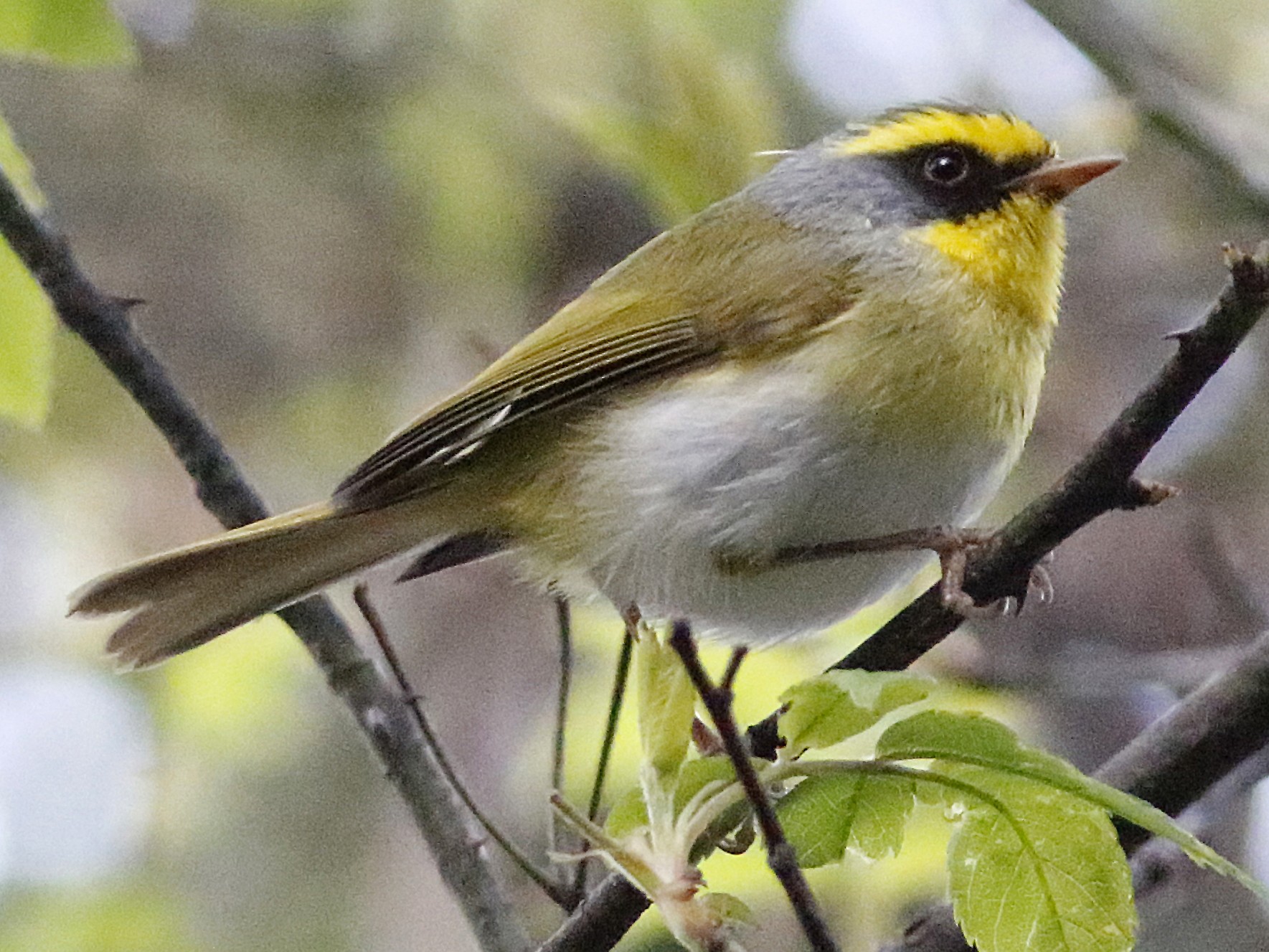 Blackfaced Warbler eBird
