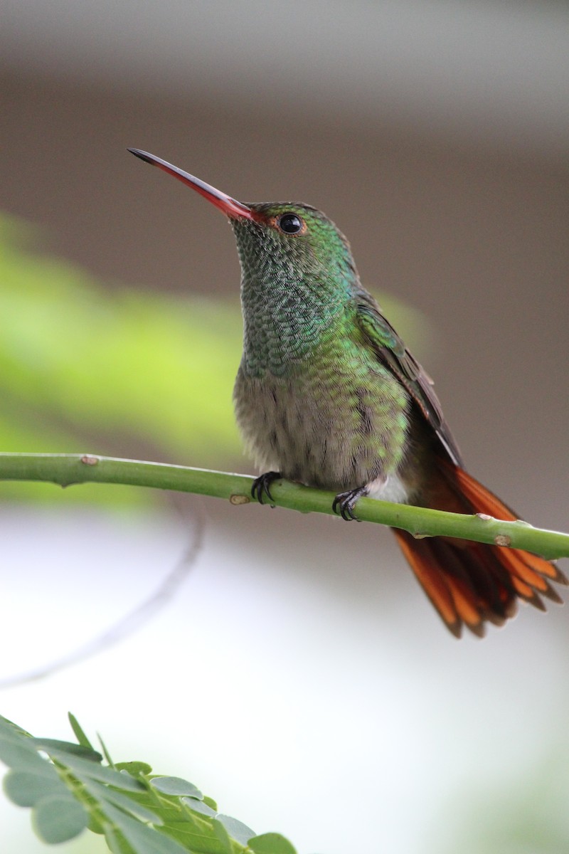 Rufous-tailed Hummingbird - Paul 🐈🔭🦜 Rodríguez @elpuma