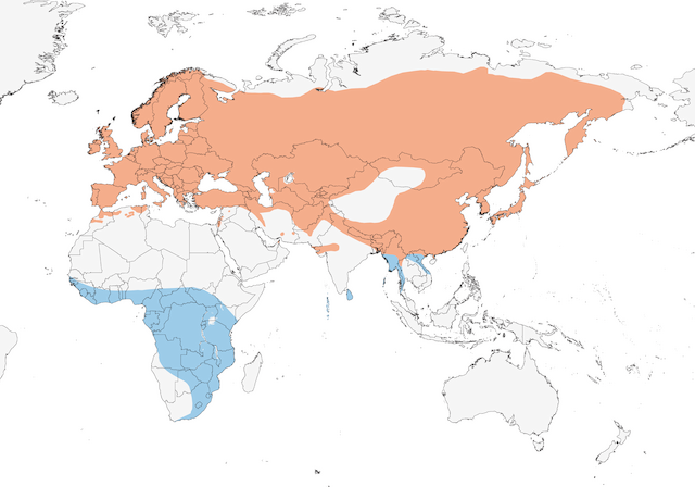Figures - Common Cuckoo - Cuculus canorus - Birds of the World