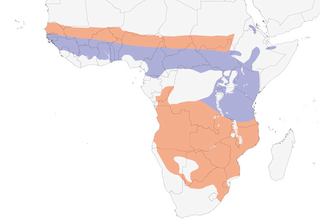 Distribution of the African Cuckoo - Range Map