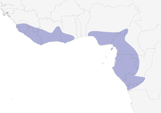 Distribution of the Yellow-billed Turaco - Range Map