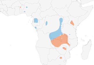 Distribution of the Streaky-breasted Flufftail - Range Map