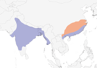 Distribution of the Brown Crake - Range Map