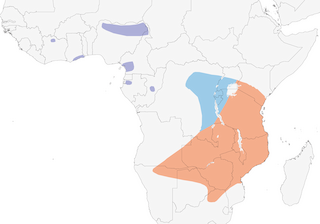 Distribution of the Striped Crake - Range Map