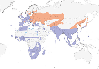Distribution of the Eurasian Moorhen - Range Map