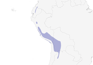 Distribution of the Slate-colored Coot - Range Map