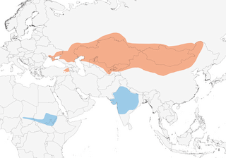 Distribution of the Demoiselle Crane - Range Map