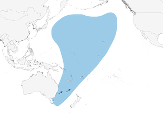 Distribution of the Providence Petrel - Range Map