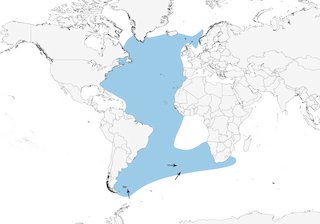 Distribution of the Great Shearwater - Range Map