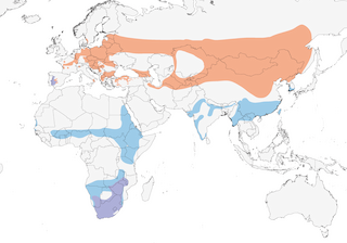 Distribution of the Black Stork - Range Map