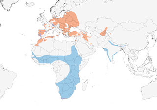 Distribution of the White Stork - Range Map