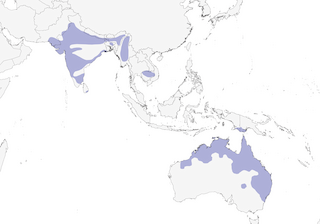 Distribution of the Black-necked Stork - Range Map