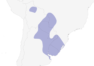 Distribution of the Plumbeous Ibis - Range Map