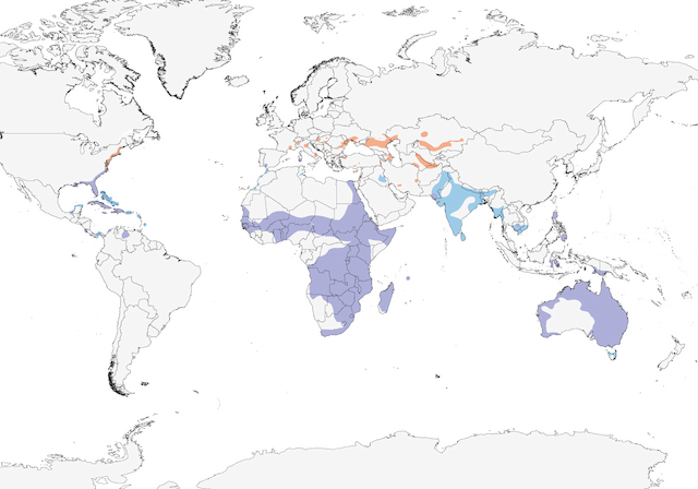 glossy ibis range map