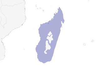 Distribution of the Madagascar Ibis - Range Map