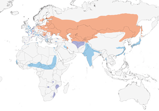 Distribution of the Eurasian Bittern - Range Map
