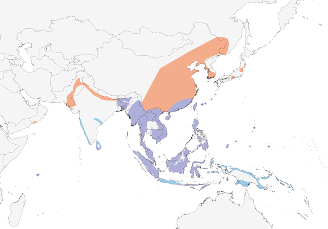 Distribution of the Yellow Bittern - Yellow Bittern - 