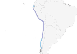 Distribution of the Peruvian Pelican - Range Map
