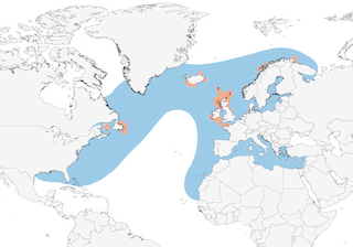 Distribution of the Northern Gannet - Range Map