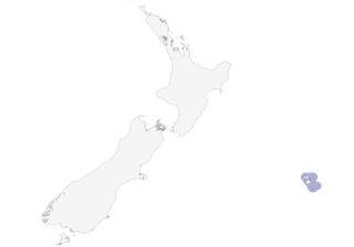 Distribution of the Chatham Islands Shag - Range Map