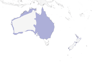 Distribution of the Pied Cormorant - Range Map
