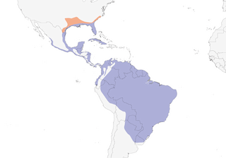Distribution of the Anhinga - Range Map
