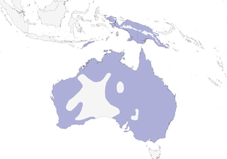 Distribution of the Australasian Darter - Range Map