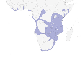Distribution of the Water Thick-knee - Range Map