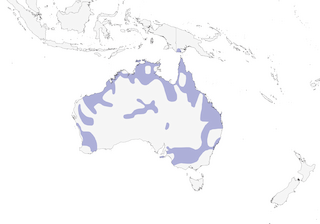 Distribution of the Bush Thick-knee - Range Map