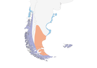 Distribution of the Magellanic Oystercatcher - Range Map