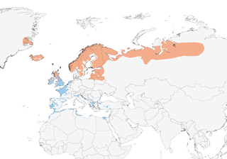 Distribution of the European Golden-Plover - Range Map