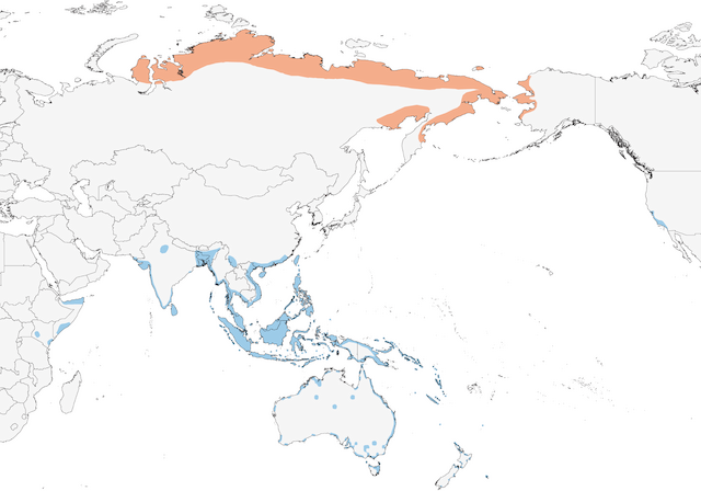 american golden plover migration map