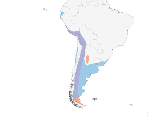 Distribution of the Tawny-throated Dotterel - Tawny-throated Dotterel - 