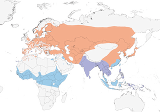 Distribution of the Little Ringed Plover - Range Map