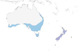 Distribution of the Double-banded Plover - Range Map