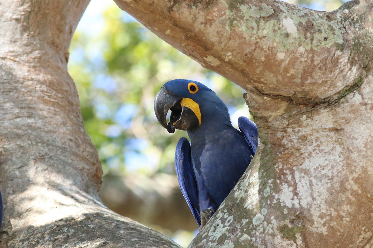 Hyacinth Macaw - ML169646301