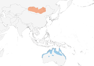Distribution of the Oriental Plover - Range Map