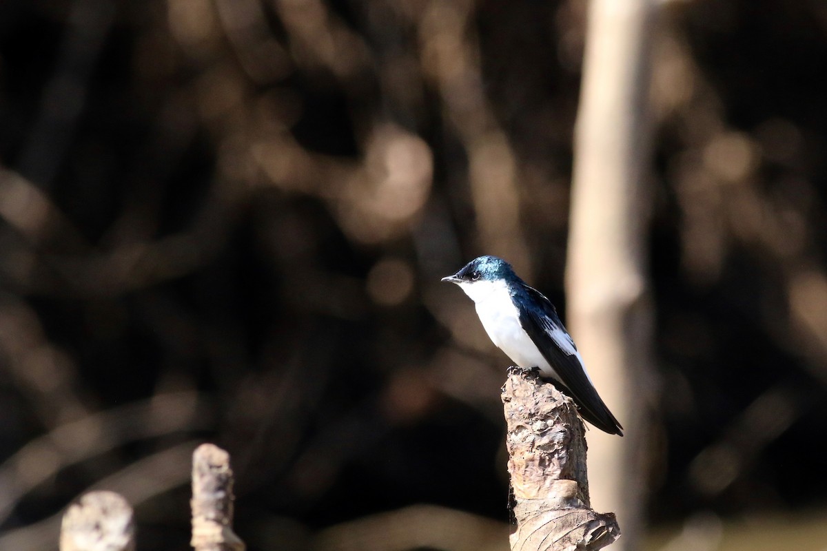 White-winged Swallow - ML169646341